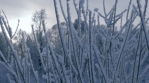 Winter forest. Steadicam shot Video stock 87445642