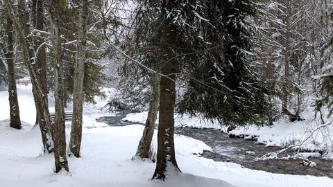 Winter Forest Stream Flowing Through Snow Covered Woodland Stock Photos