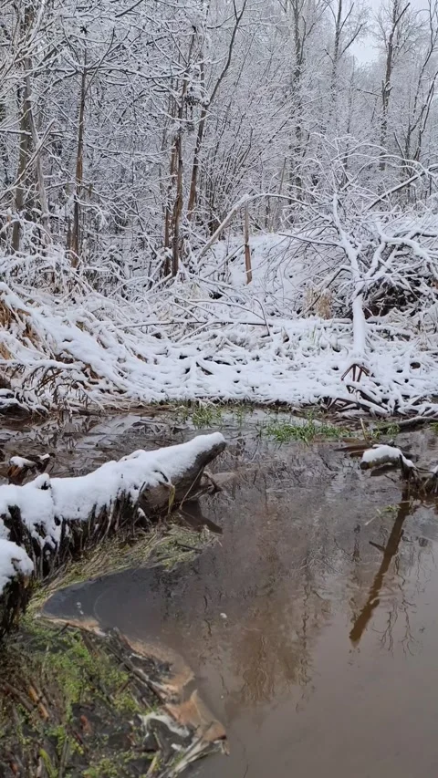 A winter forest stream with snow-covered trees and unfrozen water surface Stock Footage 322059676