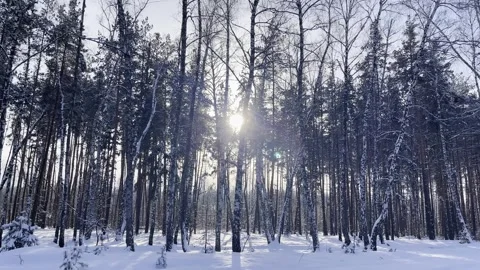 Winter forest strewn with snow. Stock Footage 260721929