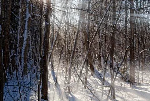 Winter forest with strong sunlight between the branches Stock Photos