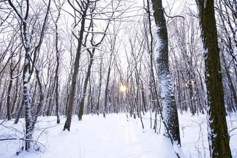 Winter forest with sun behind trees in center Stock Photos