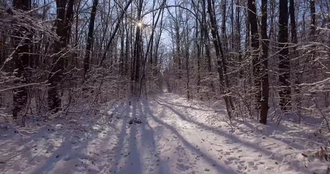 Winter forest sun Video stock 99170642