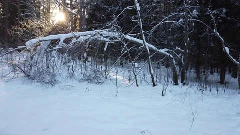 Winter Forest Sun Stock Footage