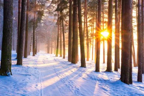 Winter forest with sun Stock Photos