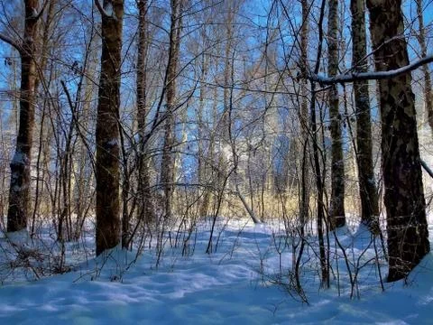 Winter forest in the sun Stock Photos