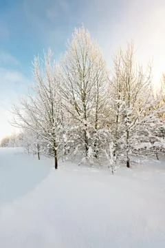 Winter forest in the sun Stock Photos