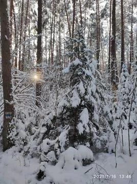 Winter forest. the sun Stock Photos