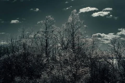 Winter forest in the sun Stock-Fotos