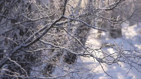 Winter forest, the sun is shining Stock Footage 170214442