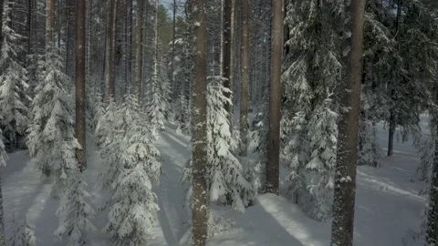 Winter forest in sun. Spruces after snowfall. Branches of fir trees under snow Stock Footage 271157189
