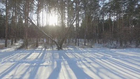Winter forest, the Sun through the trees D-Log Flat Video For Editing Stock Footage 71556761