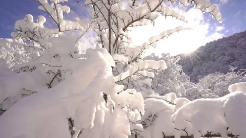 Winter Forest Sunlight Glittering Through Snow Covered Trees Video stock 315885362