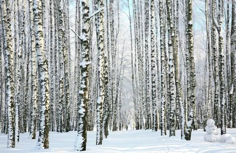 Winter forest in sunlight Stock Photos