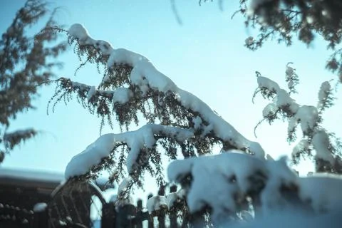 Winter forest sunlight 写真素材