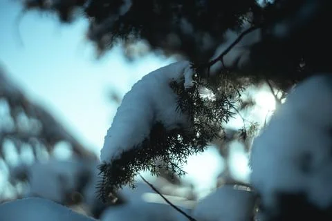 Winter forest sunlight 写真素材