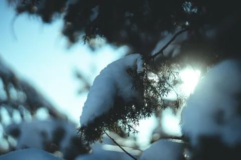 Winter forest sunlight 写真素材