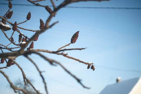 Winter forest sunlight 写真素材