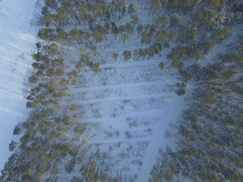 Winter forest, sunny day. D-Log Flat Video For Editing Stock Footage 71556814