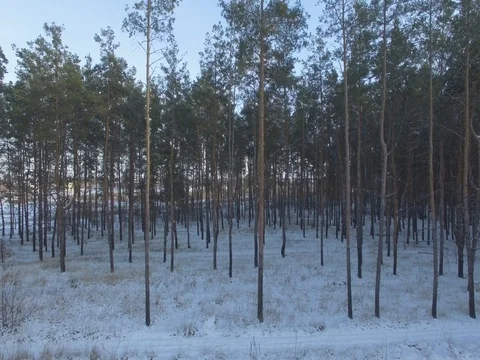 Winter forest, sunny day. D-Log Flat Video For Editing Video stock 71556881