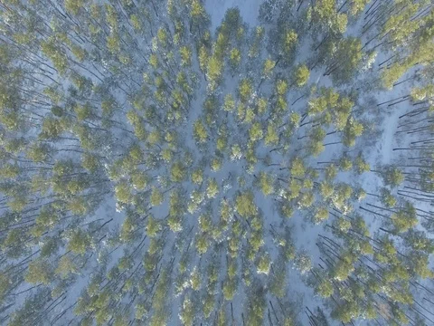 Winter forest, sunny day. D-Log Flat Video For Editing Stock Footage 71691065