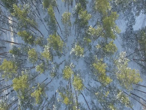 Winter forest, sunny day. D-Log Flat Video For Editing Stock Footage 71691143