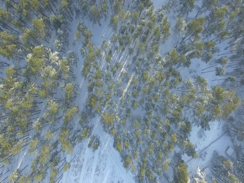 Winter forest, sunny day. D-Log Flat Video For Editing Stock Footage 71691596