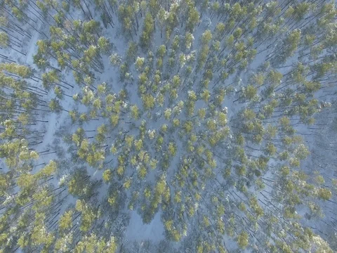 Winter forest, sunny day. D-Log Flat Video For Editing Stock Footage 71700500