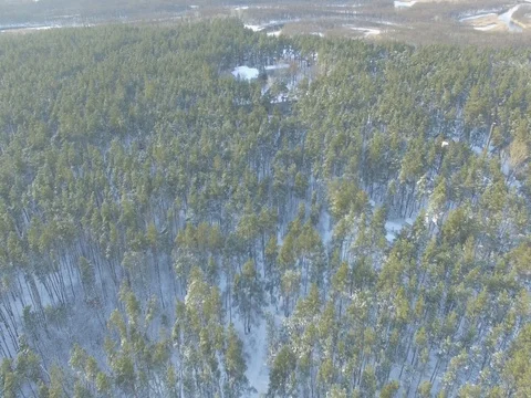 Winter forest, sunny day. D-Log Flat Video For Editing Stock Footage 71701232