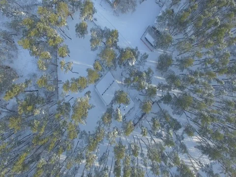 Winter forest, sunny day. D-Log Flat Video For Editing Stock Footage 71701280