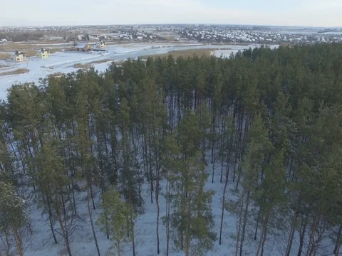 Winter forest, sunny day. D-Log Flat Video For Editing Stock Footage 71701293