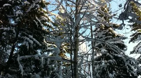 Winter forest in a sunny day Stock Footage 18159937