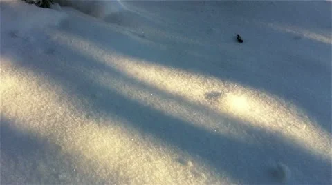 Winter forest in a sunny day Stock Footage 18159974