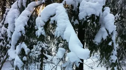 Winter forest in a sunny day Stock Footage 18160524