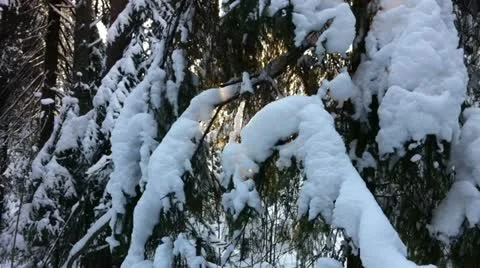 Winter forest in a sunny day Stock Footage 18160548