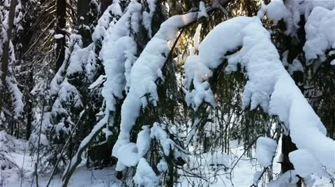 Winter forest in a sunny day Stock Footage 18174124