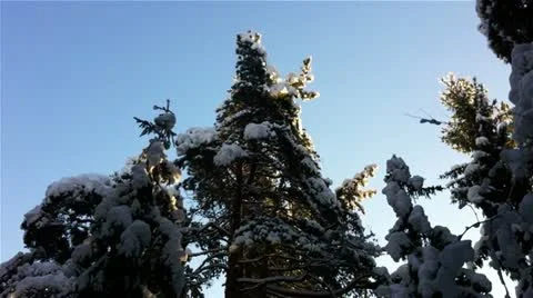 Winter forest in a sunny day Stock Footage 18298040