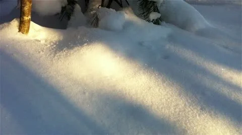 Winter forest in a sunny day Stock Footage 18298300
