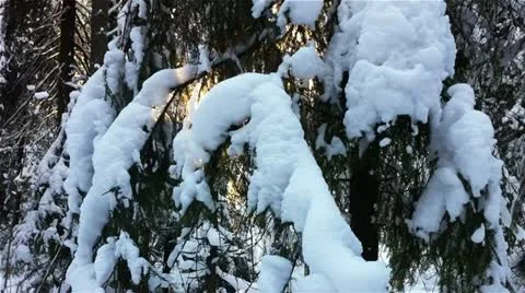 Winter forest in a sunny day Stock Footage 20482870