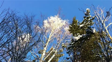 Winter forest in a sunny day Stock Footage 20482875