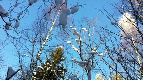 Winter forest in a sunny day Stock Footage 20525755