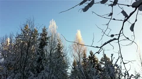 Winter forest in a sunny day Stock Footage 20603623