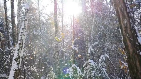 Winter forest on a sunny day 库存影片 69168443
