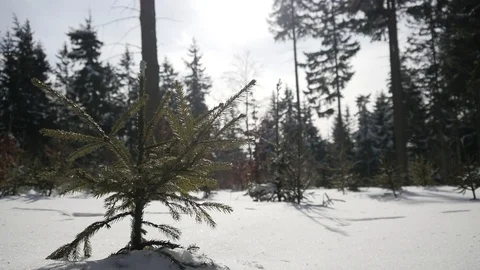 Winter Forest in Sunny Day Stock Footage 102543089