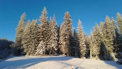 Winter forest on a sunny day Stock Footage 168150690