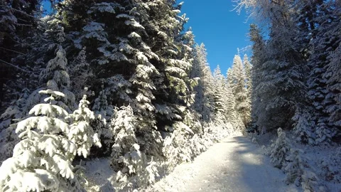 Winter forest on a sunny day Stock Footage 168151020