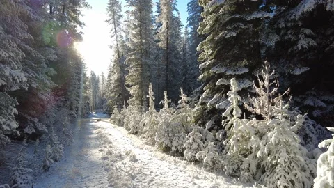 Winter forest on a sunny day Stock Footage 168151023