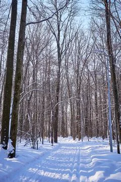 Winter forest on a sunny day. trees, path, ski track Foto stock