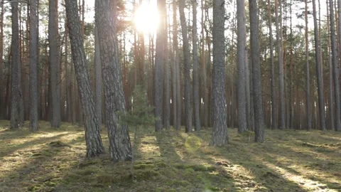 Winter forest in sunny weather Stock-Footage 298371870