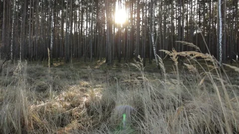 Winter forest in sunny weather Stock Footage 298372653